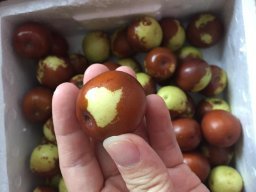 亞馬遜:商品評論: 秋里紅 黃驊鮮冬棗5斤 保鮮盒裝 黃驊孔店冬棗示范基地 現摘現發(fā)(當天下單,通常第二天采摘、發(fā)貨)