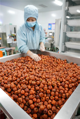 河北黃驊:冬棗深加工 延伸產(chǎn)業(yè)鏈