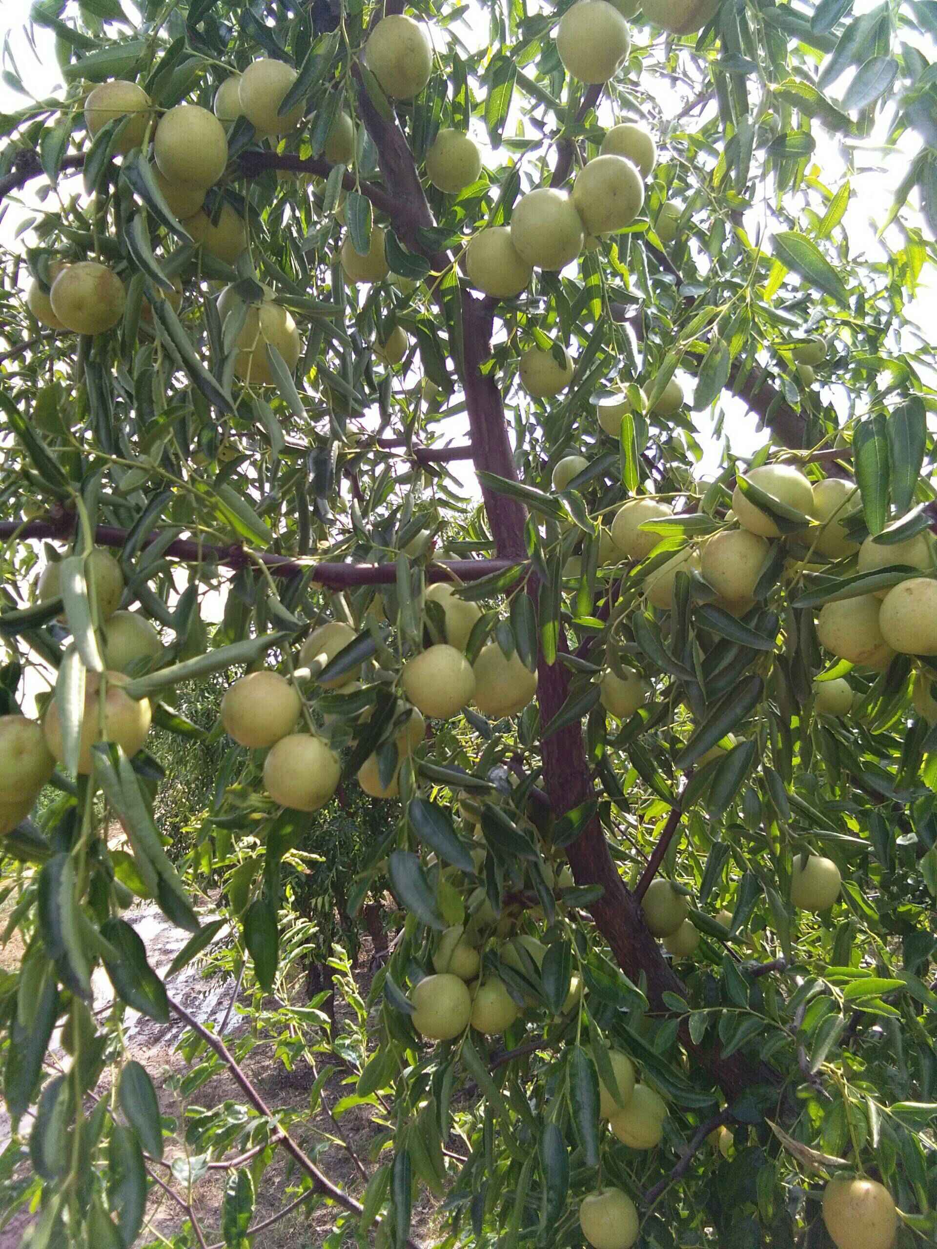 【圖】【天津致高無(wú)尚車(chē)友會(huì)】十月線下聚會(huì)之黃驊冬棗采摘記.