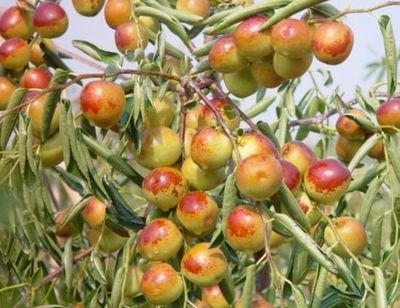 哪里的冬棗最好?山東沾化、河北黃驊、陜西大荔,還是山西、新疆江西或其他地方?