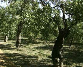 最古老的冬棗樹(shù)