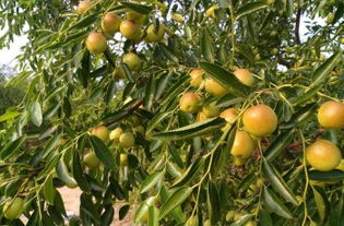 黃驊三娘冬棗采摘園全攻略 門票、地址、游玩指南及圖片分享