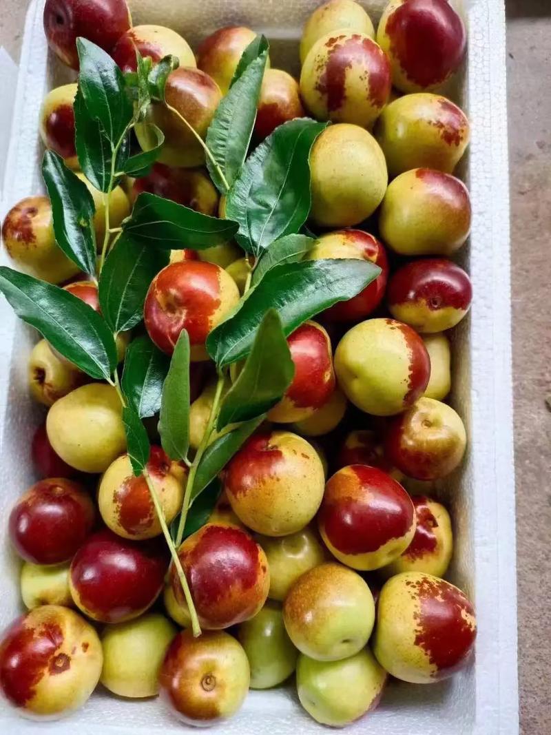 黃驊冬棗 自然饋贈(zèng)，甜美健康，等您下單