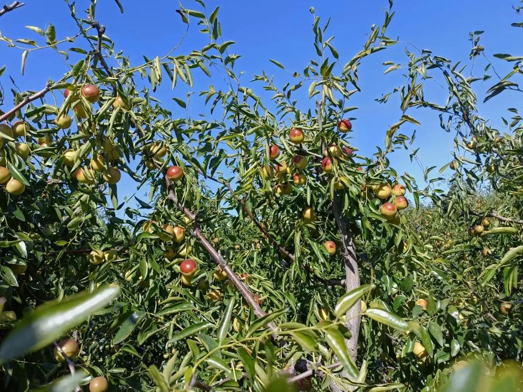 黃驊冬棗 脆甜多汁，現(xiàn)摘現(xiàn)發(fā)的新鮮美味