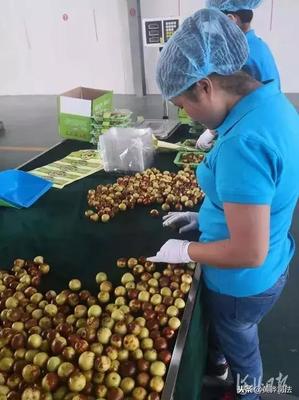 黃驊冬棗跨越山海抵達(dá)智利，展現(xiàn)中國(guó)農(nóng)產(chǎn)品國(guó)際競(jìng)爭(zhēng)力