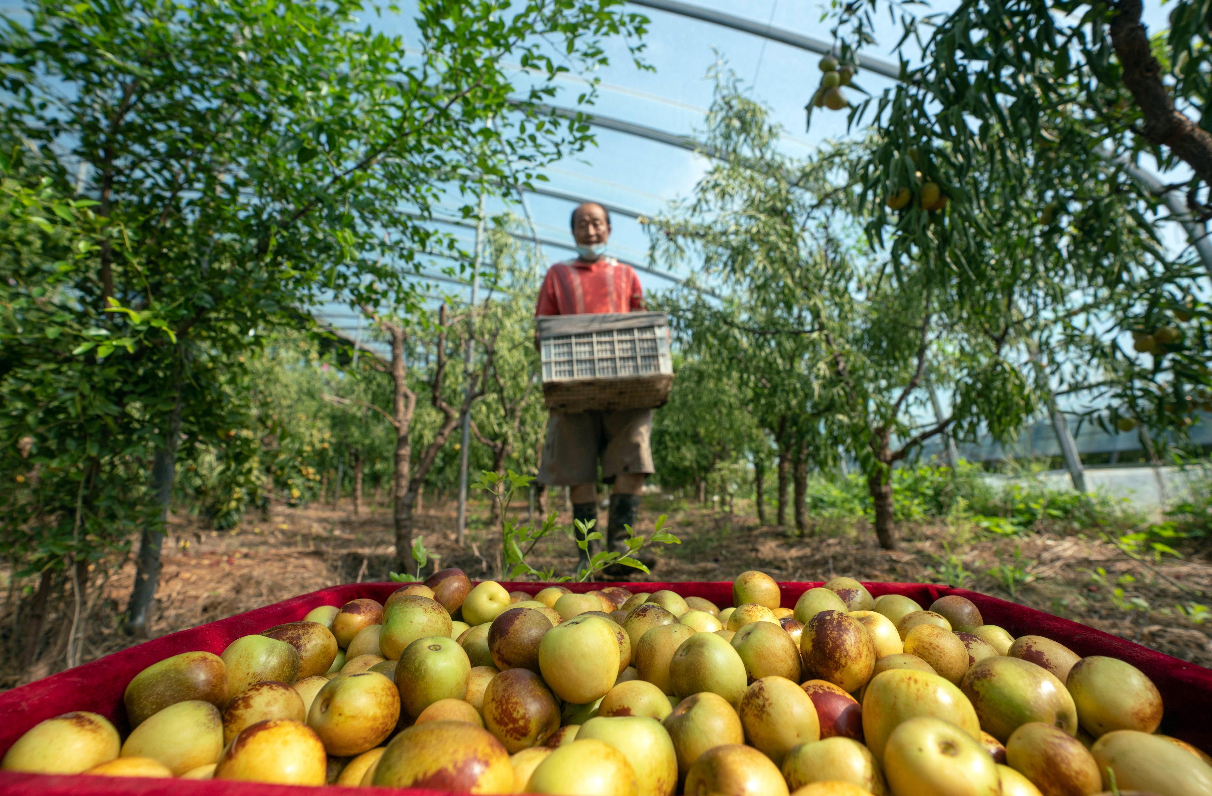 河北黃驊 冬棗大棚采收忙，特色產(chǎn)業(yè)促增收